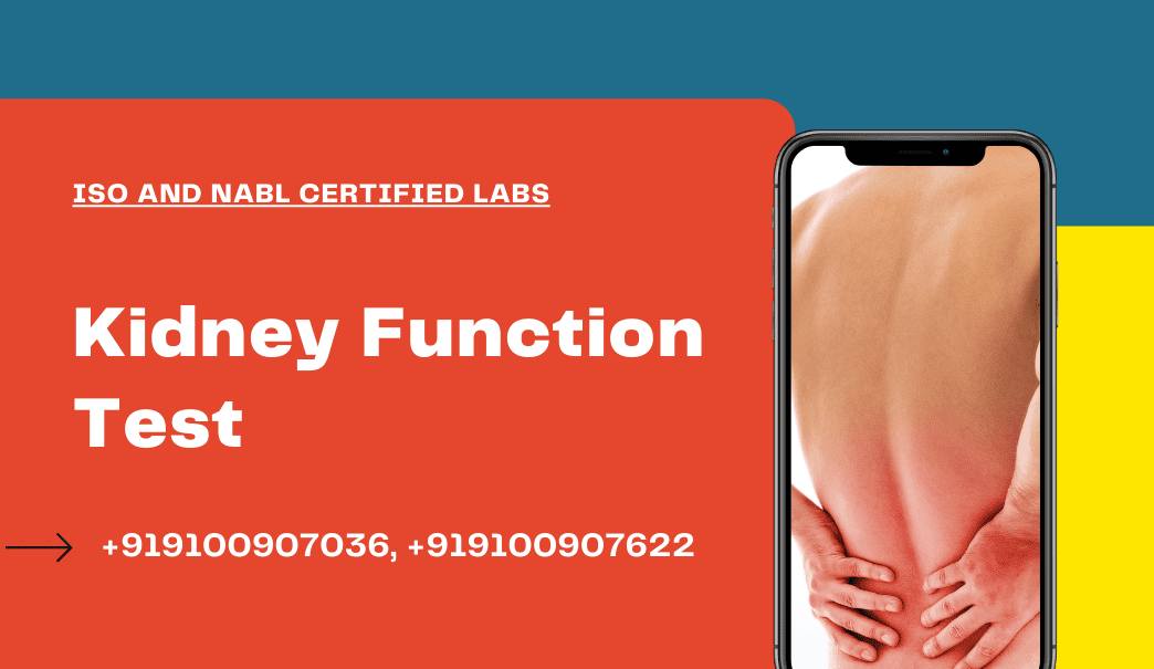 Kidney Function Test