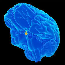 MRI-Pituitary-With-Contrast